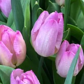 Pink Impression Tulip (Tulipa darwinii 'Pink Impression') Img 3